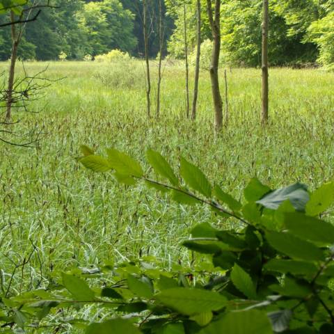Fastenhof - Blick auf eine Lichtung