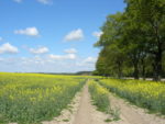 Fastenhof - Feldweg mit Raps