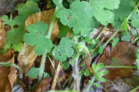 Fastenhof - Wildkräutersammlung - Schöllkraut
