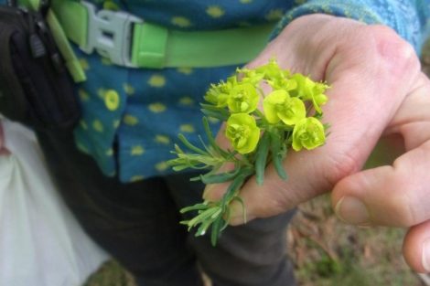 Fastenhof - Wildkräutersammlung - Wolfsmilch