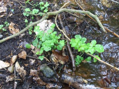 Fastenhof - Wildkräutersammlung - Brunnenkresse