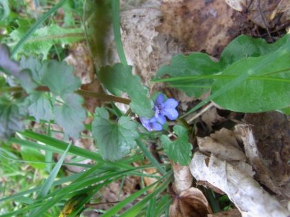 Fastenhof - Wildkräutersammlung - Gundermann