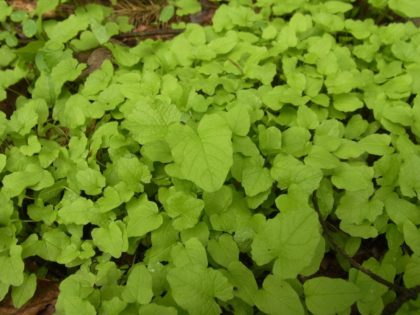 Fastenhof - Wildkräutersammlung - Knoblauchsrauke