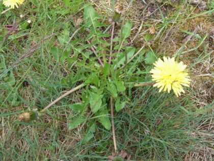 Fastenhof - Wildkräutersammlung - Löwenzahn