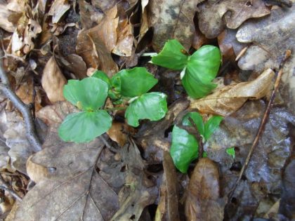 Fastenhof - Wildkräutersammlung - Rot-Buche