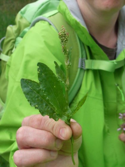 Fastenhof - Wildkräutersammlung - Sauerampfer