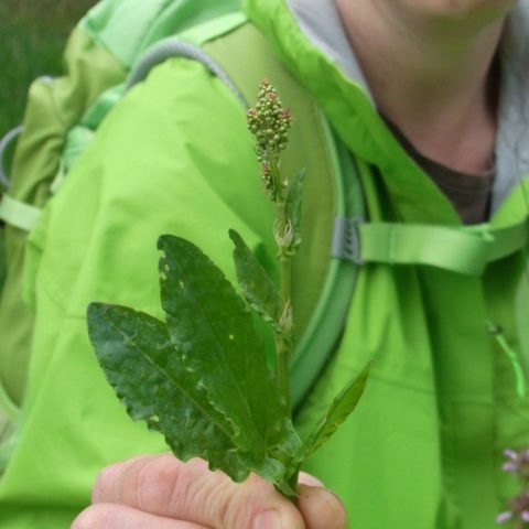 Fastenhof - Wildkräutersammlung - Sauerampfer