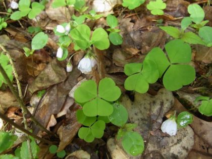 Fastenhof - Wildkräutersammlung - Sauerklee
