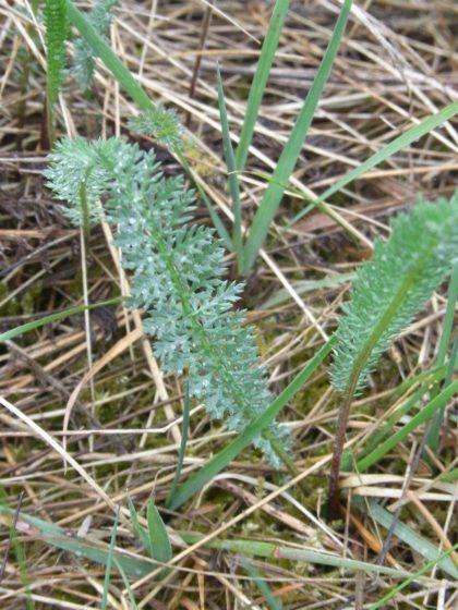 Fastenhof - Wildkräutersammlung - Schafgabe