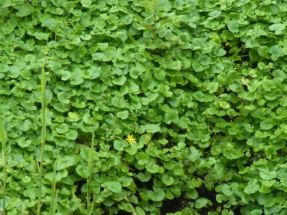 Fastenhof - Wildkräutersammlung - Scharbockskraut