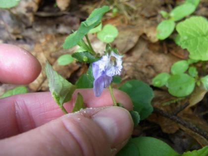 Fastenhof - Wildkräutersammlung - Veilchen