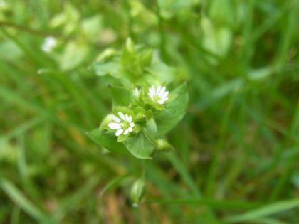 Fastenhof - Wildkräutersammlung - Vogelmiere