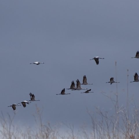 Zugvögel - Landschafteindrücke aus der Fastenzeit